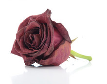 Dried Red Rose On White Background