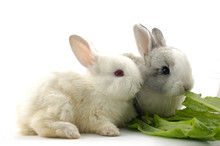Couple Rabbit Eating Vegetable Leaf