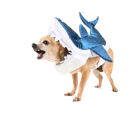 Wall Mural - cute chihuahua in a shark costume