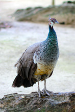 Beautiful Female Peacock. Peahen