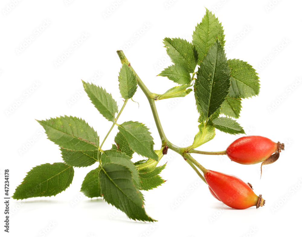ripe hip roses on branch with leaves, isolated on white
