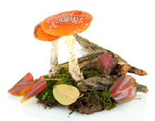 Red Amanitas With Moss Isolated On White