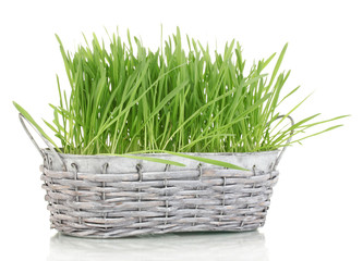 Canvas Print - Green grass in basket isolated on white