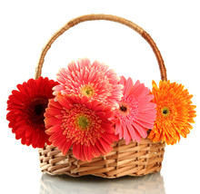 Beautiful Gerbera Flowers In Basket Isolated On White