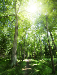 Canvas Print - footpat between trees in green forest