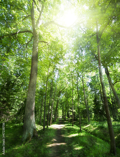 Dekoracja na wymiar  chodnik-miedzy-drzewami-w-zielonym-lesie