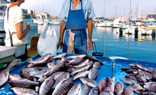 France. Marseille. Fish Market. Yachts.
