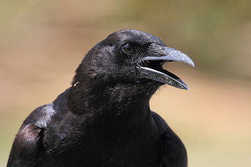 Sticker - American Crow (Corvus brachyrhynchos)