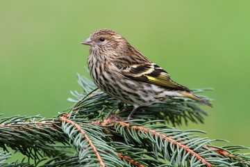 Wall Mural - Pine Siskin Perched