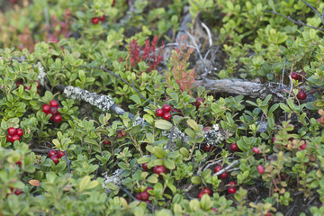 Canvas Print - Cowberries or lingonberries