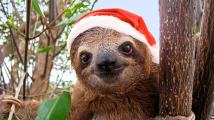 Wall Mural - funny sloth in a christmas santa hat