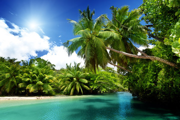 Fotobehang - lake and palms, Mahe island, Seychelles