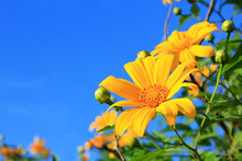 Mexican Sunflower[Tithonia Diversifolia]