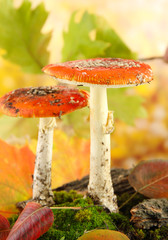Fototapete - red amanitas with moss, on autumn yellow background