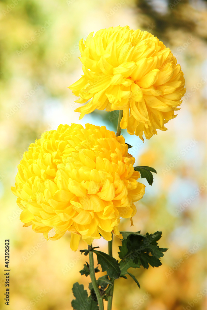bright yellow chrysanthemums, on green background