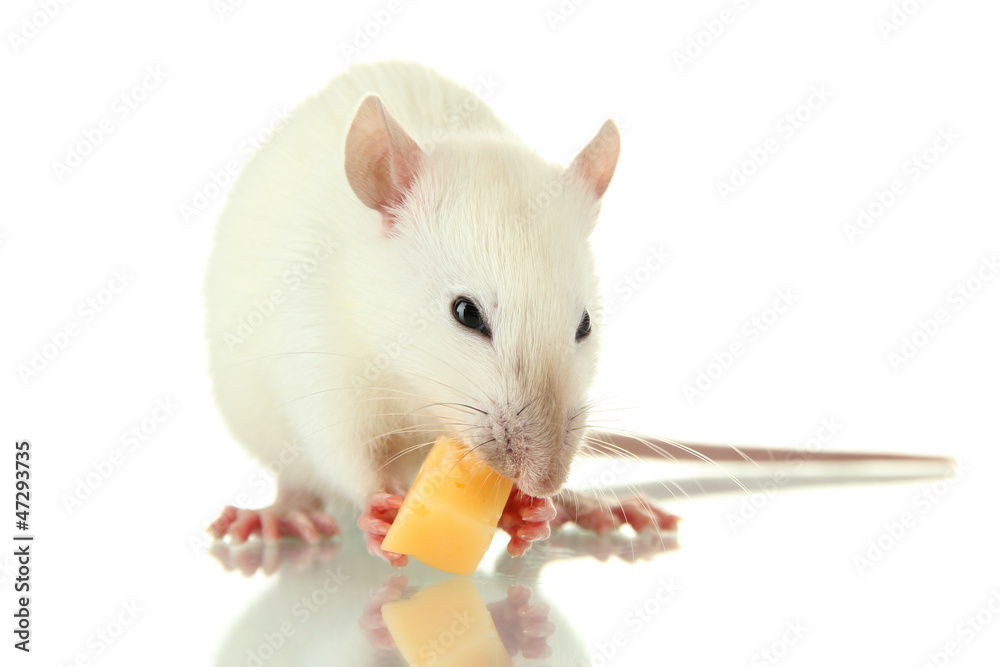 funny little rat with cheese, isolated on white