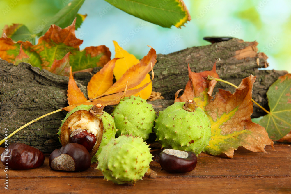 Chestnuts with autumn dried leaves and bark