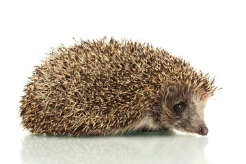 Wall Mural - Hedgehog, isolated on white