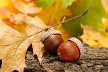 Brown Acorns On Autumn Leaves, Close Up