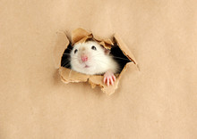 Funny Little Rat On Paper Background