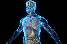 Human Body With Internal Organs Free Stock Photo Public Domain Pictures human-body-with-internal-organs-free-stock-photo-public-domain-pictures
