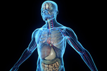 3d human body with internal organs