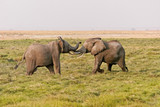 Fototapeta Sawanna - Amboseli elephants