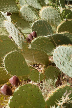 Cactus Fig