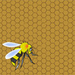 Honeycomb and wasp