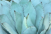 Sharp Pointed Agave Plant Leaves Bunched Together.