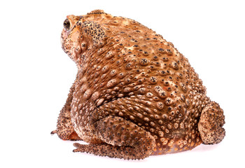 Toad sit on  white background