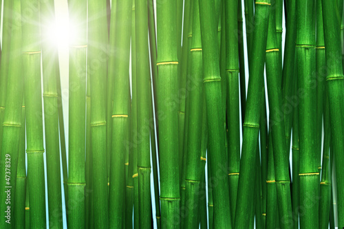 Naklejka na drzwi Bamboo forest