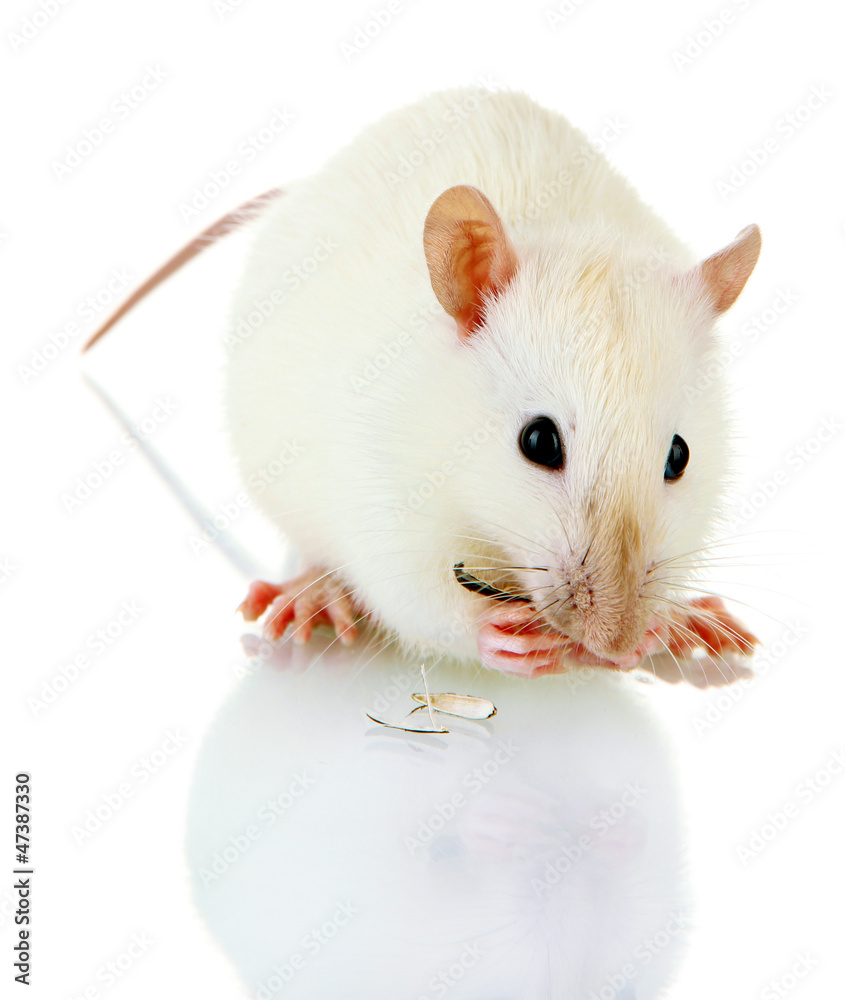 funny little rat with food, isolated on white