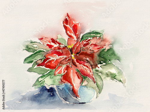 Obraz w ramie Poinsettia