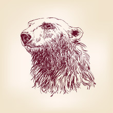 Polar Bear Hand Drawn