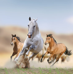 Wall Mural - wild horses