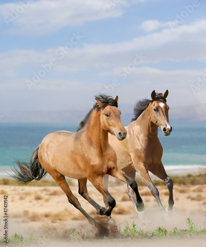 Naklejka - mata magnetyczna na lodówkę horses in desert