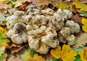 white truffles