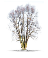 Wall Mural - Arbre sans feuilles sur fond blanc