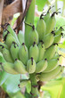 © bomboman - Bananas on a tree, Thailand