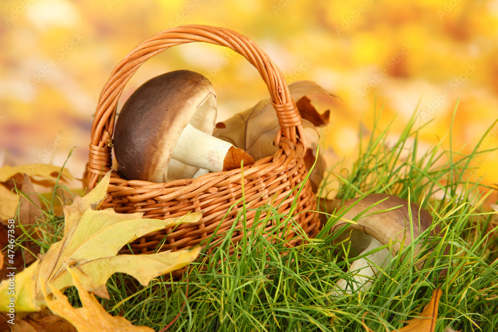 Mushrooms in wicker basket on grass on bright background