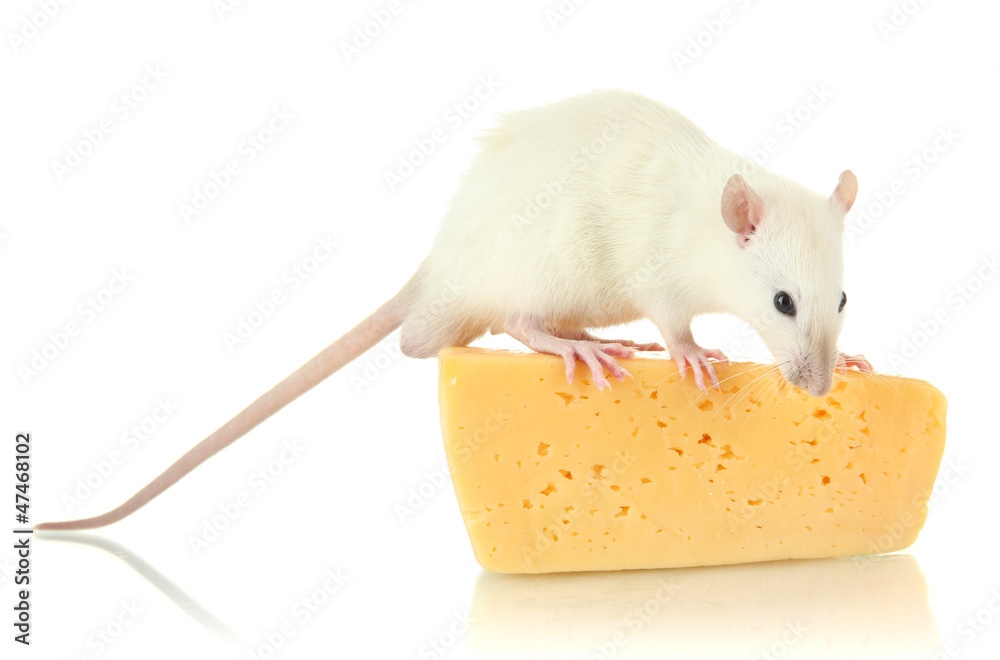 funny little rat with cheese, isolated on white