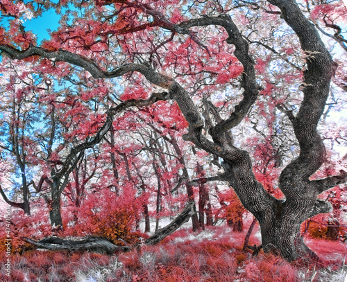 Naklejka nad blat kuchenny A beautiful image of Royal Poinciana