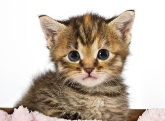 Kitten looking  adorable and cute