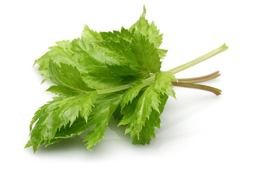 Wall Mural - Celery leaves