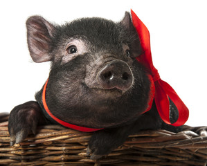 a cute little black pig sitting in a basket - white background