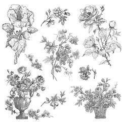 Wall Mural - Floral illustration