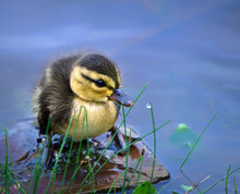 Newborn Duckling