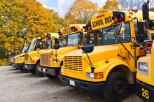 Yellow School Buses Against Autumn Trees
