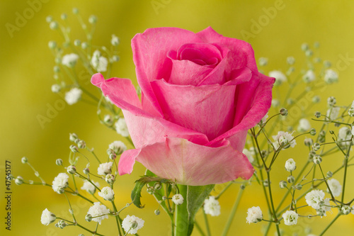 Naklejka dekoracyjna Pink rose